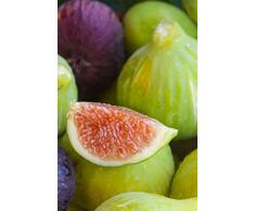 pianta di Fico albero di fico varietà Petrelli in vaso Età 2 anni pianta vera di fichi venduta da eGarden.store