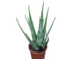 Pianta da interni – Pianta casa o ufficio – Aloe vera – Grande