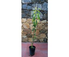 Pianta di pesche Albero pesco Noce tardivo - Imballaggio speciale protettivo