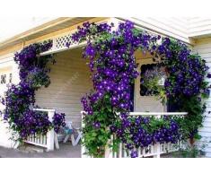 100pcs/bag Clematis semi clematide fiori semi di vite semi di fiori perenni rampicanti piante clematide bonsai vaso da giardino impianto 5