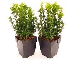POWERS TO FLOWERS - BUXUS SEMPERVIRENS 2 PIANTE, VASO 13CM, piante vere