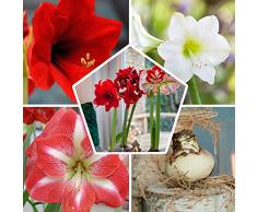 Bulbi di Amaryllis Collezione Economico, 3 bulbi in grande formato 26/28, Mix esclusivo di pianti e fiori dallOlanda, 3 colori diversi (non semi, non in cera e non artificiali)