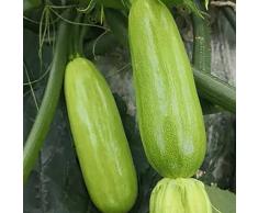 30pz semi di zucchine verdi non OGM Heirloom semi di ortaggi giardino cortile fattoria piantare varietà di zucca facile da sopravvivere adatto per principianti
