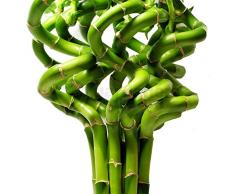 bambù Fortunato da 50 cm - 10 Steli a Spirale - Pianta per Interni Vaso Giardino Davanzale Ciotola