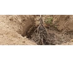 Pianta vera da frutto ALBERO DI SUSINO 'SANTA ROSA' A RADICE NUDA - 1 METRO