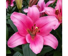COOTO Giglio Bulbi Fiori Perenni da Esterno – Rizoma Giglio Asiatico Brindisi - Bulbi Giglio Piante Vere da Esterno - Gigli Fiori - Semi Fiori Perenni Giardino - Lilium Bulbi Fiore