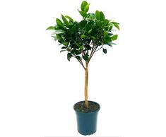 POWERS TO FLOWERS - FICUS AUSTRALIS ALBERELLO ALTEZZA 100CM, pianta vera