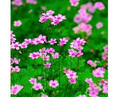 Bulbi Di Oxalis Bulbi Da Fiore Perenni Hardy Tappezzanti Perenni Piante Da Balcone Fiori Decorativi Rosa Piante Esotiche Fiori Da Giardino Piante Rustiche In Vaso Fiori Da Balcone 5 Bulbi Di Oxalis