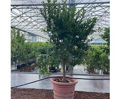 SAVINI VIVAI Pianta di Limone Albero Agrumi Lunario Limone ad Alberello in Vaso da 70 cm altezza 180-200 cm 16-18 Anni di innesto Made Italy