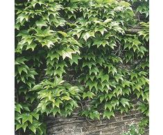 Aamish 5 pezzi di semi di piante di edera rampicante giapponese