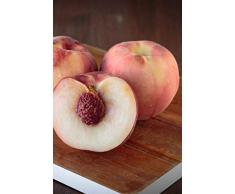 albero di Pesco noce Snow Queen pianta di pesca noce già innestata varietà Snow Queen già Età 2 anni pianta da frutto di pesche noci pianta vera di pesca noce venduta da eGarden.store