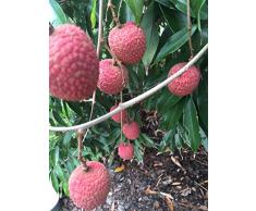 Litchi vaso Starter pianta tropicale albero da frutto Litchi piantina Bonsai