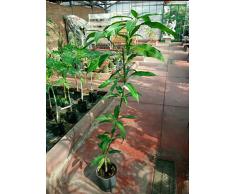 Pianta Albero Mango - Imballaggio speciale protettivo