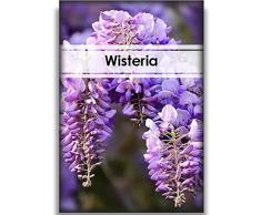 20 Pezzi Semi Di Glicine Perenni Bellissimi Fiori Balcone Muro Giardino Fattoria Ornamentali Piante Rampicanti Fiori Decorativi Facili Da Piantare Sul Patio Balcone Del Giardino Di Casa