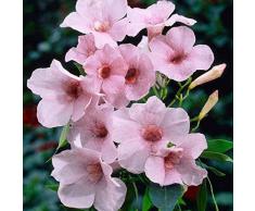 Pianta vera rara da esterno GELSOMINO BIGNONIA PANDOREA RAMPICANTE DELLA PAPUASIA