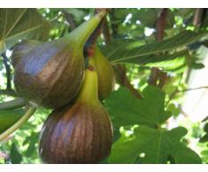 PIANTA ALBERELLO DA FRUTTO ALBERO DI FICO DOTTATO 138