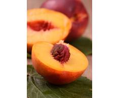 Albero di Pesco Noce Ambra pianta di pesca noce varietà Ambra Età 2 anni già innestata pianta da frutto di pesche noci pianta vera di pesca noce venduta da eGarden.store