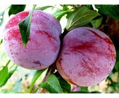 ALBERO DI SUSINO ROSSO OZARK PREMIER- pianta vera da frutto da esterno