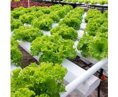 Semi Di Lattuga Verdure Invernali Piante Vegetali Lattuga Invernale Di Mais Hardy Lattuga Semi Ortaggi Piante Rustiche Per Balcone Piante In Vaso Regali Semi Bonsai Insalata Invernale 200 Semi Lattuga