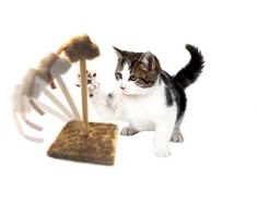 mws Tiragraffi 30x30x35cm con molla topino oscillante peluche gioco per gatti