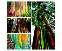 100pcs/bag rari semi deglupta Arcobaleno di eucalipto, vistosi semi di albero tropicale, pianta di eucalipto per pianta da giardino