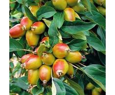 Pianta vera da frutto ALBERO DI MELO DA FIORE h 150 cm
