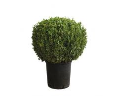 KENTIS - Bosso Sfera Pianta Ornamentale - Buxus Microphylla Faulkner - Piante Vere da Esterno Sempreverdi Resistenti - H 60/70 cm Sfera Ø 45/50 cm Vaso Ø 30 cm