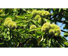 ALBERO DI CASTAGNO BOSCHIVO - albero da frutto da esterno pianta vera