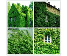 seedsown 50 Semi Verde edera Semi Parthenocissus casa della Decorazione del Giardino della pianta dei Bonsai Semi