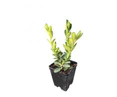 10 pezzi pianta piante di bosso buxsus arredo esterno giardini esterno in vaso 7 h 25 cm incluso vaso