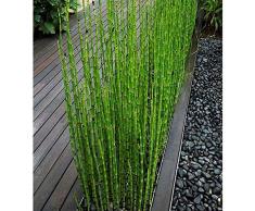 Generic 60 Pz Fresco Semi Di Bambù Giardino Cortile Balcone Pianta Bonsai Ufficio Decorazioni Per La Casa Giardino Deluxe Semi Di Cimelio - 100% Non OGM Semi di bambù Moso