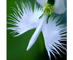 TOYHEART Semi Di Fiori Premium 100Pcs, Semi Di Orchidea Garzetta Piante Ornamentali Vitali Fioritura Bianca Semi Di Piante Da Esterno Per Parterre bianca