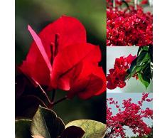 Oce180anYLV 20Pcs rosso Bougainvillea fiore semi pianta ornamentale giardino cortile decorazione-semi di Bougainvillea rosso