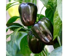 Saterkali Peperoni neri dolci_ semi, 100 pezzi di peperoni dolci_ semi freschi ad alto tasso di germinazione peperoni dolci neri leggeri_ semi per giardino Nero Semi Di Peperoni Dolci