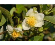 ZECHONDRA Fresh 10pz Bianco Camellia sinensis Semi di piante