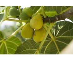 FICHI ALBERO DA FRUTTO ALBERO FICO PIANTA DI FICODOTTATO FRUTTA