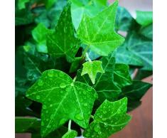 Semi di edera/Pianta di edera,Piante da balcone,Piante rampicanti resistenti,Piante da appartamento di edera,Semi di bonsai,Piante vere pendenti,Piante esotiche-500 pezzi