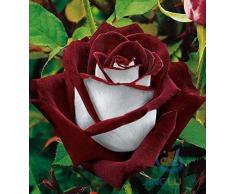 50 semi Abracadabra Rosa, colore raro, Osiria Rose splendido fiore. lamante è aumentato di semi bonsai piantare le rose.