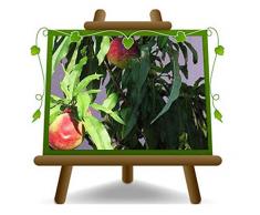 Pesco Nano – Pianta da frutto portainnesto franco su vaso da 20 - albero max 170 cm - 2 anni