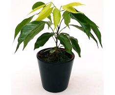 POWERS TO FLOWERS - LITCHI, PIANTA DA FRUTTO, CILIEGIO NANO, vaso 12cm, pianta vera