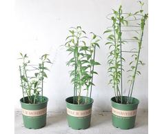 Lamdoo Supporto per piante rampicanti da giardino 45 cm 60 cm conico graticcio supporter Frame, Green, Height: 60cm Stick Diameter: 7mm