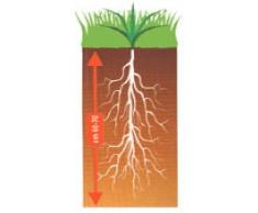 Ferri Sementi - Prato SUPER Sport X 1 KG