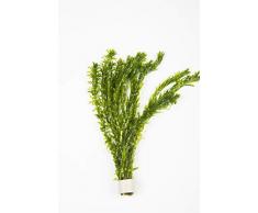 Pianta acquatica ossigenante Potamogeton Egeria Densa per laghetti, 10 unità, ideale anche come pianta per acquarii