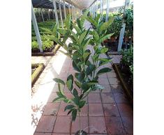 Pianta di limoni Albero limone Verdello - Imballaggio speciale protettivo