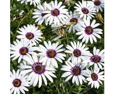 Genipap 30 pezzi di semi di ortaggi peperoni