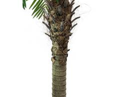 Palma Fenice artificiale con 10 ventagli, 150 cm - Palmizio / Pianta tropicale - artplants