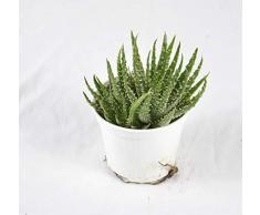 Pianta Grassa Aloe Humilis, Vaso 10cm, Altezza 5/10cm