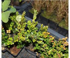 Bosso Buxus Faulkner Pianta in vaso di Bosso Buxus Faulkner - 40 Piante in vaso 7x7