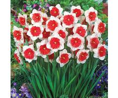 Bulbi Fiori Perenni Narciso | Bulbi Di Narciso | Pianta Di Daffodil | Bulbi Fiori Perenni Da Esterno (6 PCS,NO.1)