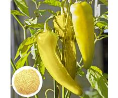 Clenp Semi di Paprica 50pcs, peperoni Dolci Paprika Semi di Verdure Gialle con Alto Tasso di Germe, Semi di Verdure per Serre allaperto e balconi Verde